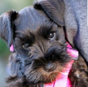 Meet your Posher, Crystal